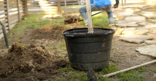 While landscapers excel at designing and maintaining beautiful outdoor spaces, a Certified Arborist specializes in the biology, care, and long-term success of trees.
#treeplanting

https://texastreesurgeons.com/landscaper-vs-arborist-tree-planting/