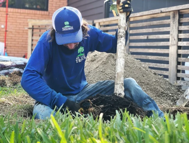 Branching Out: New Tree Planting Services!