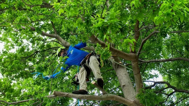 To trim, or not to trim? As trees in Texas begin to enter dormancy in the fall, this season becomes prime for remedial work. Identifying and addressing any visible structural weaknesses or infestations helps protect trees from potential winter breakage due to storms or snow.

#crapemyrtle #treecare #ornamentaltrees #pruning #fruittree #Pecan #trimming

https://texastreesurgeons.com/blog/2024/12/03/best-time-trim-trees-texas/