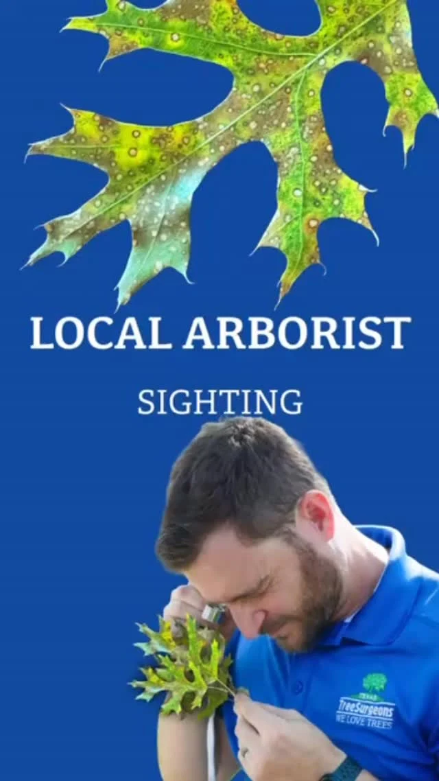 Our arborists have been seeing signs of tubakia on red oaks and pin oaks. 

The hot, humid summers and frequent rainstorms in our region create the perfect conditions for fungal pathogens like Tubakia to thrive. Fortunately, while this disease may look alarming, it’s rarely fatal and can be managed effectively with proper care.