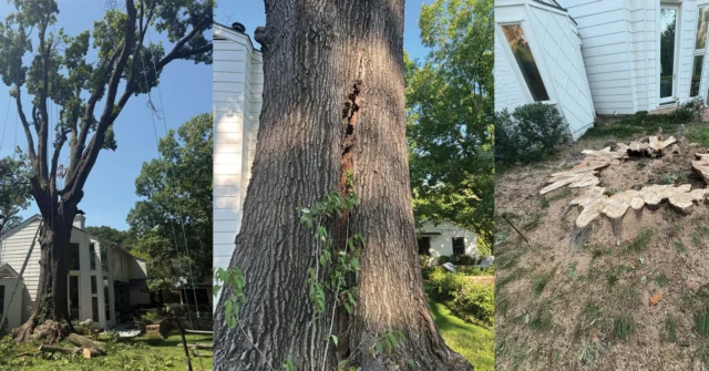 If you are unable to have regular inspections it is important to recognize when a tree poses a risk so you can act quickly and contact professional emergency tree removal services.
#emergencytreework #TRAQ #emergency #emergencyremoval

https://texastreesurgeons.com/emergency-tree-removal-signs/