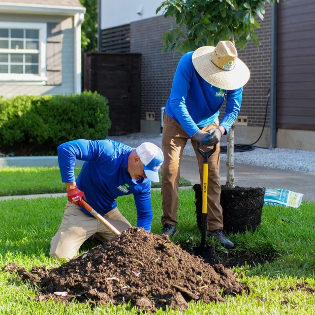 To ensure that your tree install is smooth, and safe, here is an overview of what you can expect.

#treeinstallation #treeplanting #treeinstall

https://texastreesurgeons.com/blog/2025/09/22/what-to-expect-during-tree-installation-from-texas-tree-surgeons/