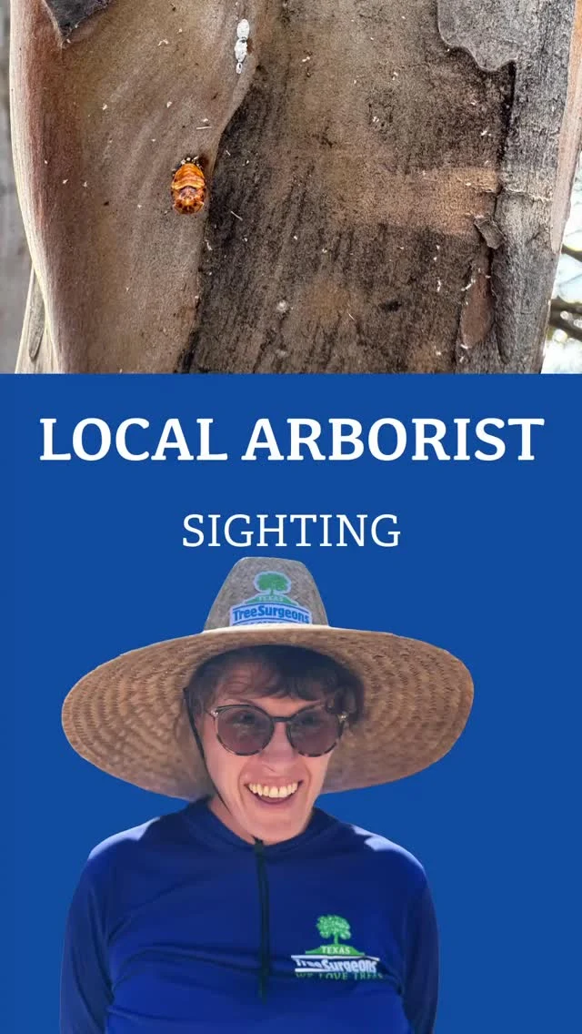 Have you noticed tons of sticky sap under a crape myrtle tree? It’s actually honeydew aka insect poo. 

https://texastreesurgeons.com/crape-myrtle-insects-diseases/

#honeydew #insectpoo #crapemyrtle #welovetrees #arborist