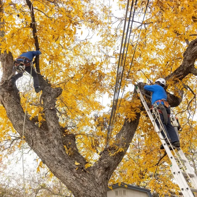 What to consider when trimming a tree; why (remove dead, clearing space, etc), health, species, and are there active disease/pests in the area.
#treecare #pruning #trimming

https://texastreesurgeons.com/blog/2022/03/12/best-time-to-trim-2/