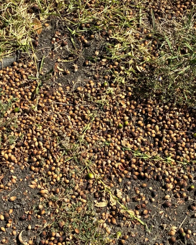 Is there anything you can do about the excess in acorns? 👀 Leave it, or rake it.

#acorn #oaktrees #masting #liveoak

https://texastreesurgeons.com/blog/2025/10/17/masting-year-acorns/
