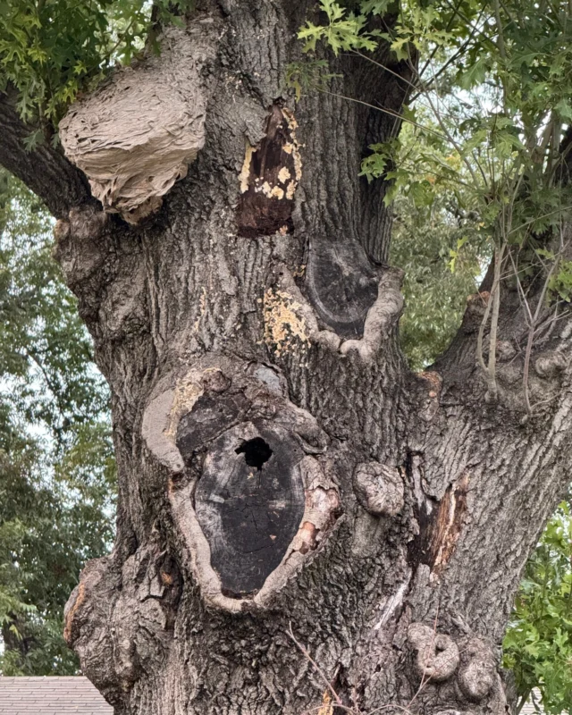 Guilty as charged? Or are you a tree expert?
#insects&Diseases #mulch #fertilization #pestactivity #watering #planting #pruning

https://texastreesurgeons.com/?p=4446