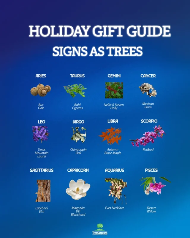 Holiday season is upon us! We recommend a zero waste gift that keeps on giving. Trees! Find the perfect tree based off your friends (or your) sign. 
 
✨✨ texastreesurgeons.com/holiday-gift-guide-zodiac-signs-as-trees

#zodiac #zodiacgifts #welovetrees #treeplanting #zerowastegift