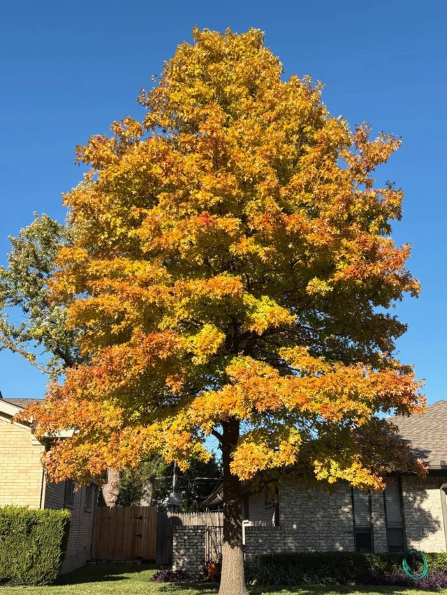 It’s fall y’all. 

During the spring and summer, the green pigment chlorophyll dominates the leaves, aiding in photosynthesis. As autumn approaches, chlorophyll breaks down, revealing other pigments that create the kaleidoscope of fall colors.

Chlorophyll is crucial for photosynthesis, allowing trees to convert sunlight into energy. This is why we do not recommend over-trimming trees and strictly follow The American National Standards Institute (ANSI) guidelines for tree pruning and trimming for the best interest of your trees. Leaves are vital to tree health.

As fall rolls around, trees begin to prepare for the colder months ahead by breaking down chlorophyll in their leaves and absorbing nutrients back into their branches and trunks. This breakdown process reduces the dominance of green pigments in leaves, setting the stage for the appearance of pigments, which have been present but hidden throughout the summer months.
