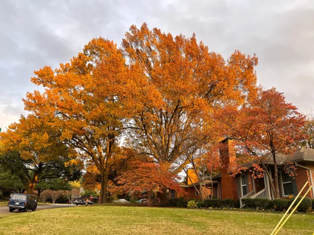 Learn why leaves change color and which trees to keep an eye out for.
#fall #MexicanPlum #falltreecare #elm #oak #dogwoods #ChineseSumac #chinesepistache

https://texastreesurgeons.com/why-leaves-change-color-fall/