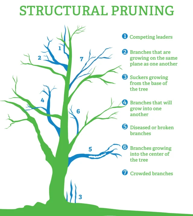 Prescription Pruning aims to improve tree health, ensure safety, and enhance aesthetics. It involves planned pruning methods tailored to specific trees and circumstances.
#structuralpruning #prescriptionpruning #ISAcertifiedArborist #restorationpruning

https://texastreesurgeons.com/blog/2025/02/28/prescription-pruning-qualification/