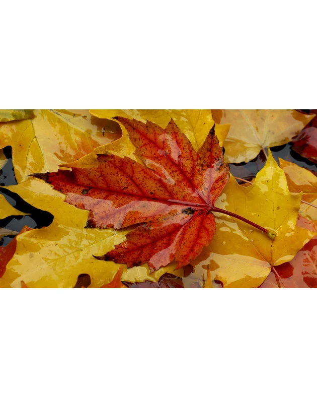 A deeper look into why some leaves turn red in the fall.

"He thinks it seems more likely that this trait co-evolved with insects.

It turns out that insects that lay eggs in the fall can tell the difference between leaf colors, and Archetti's done research showing that on apple trees, aphids avoided trees with red leaves, preferring those with green or yellow leaves."

https://www.npr.org/2025/11/05/nx-s1-5599152/why-do-leaves-turn-red-fall-foliage-autumn