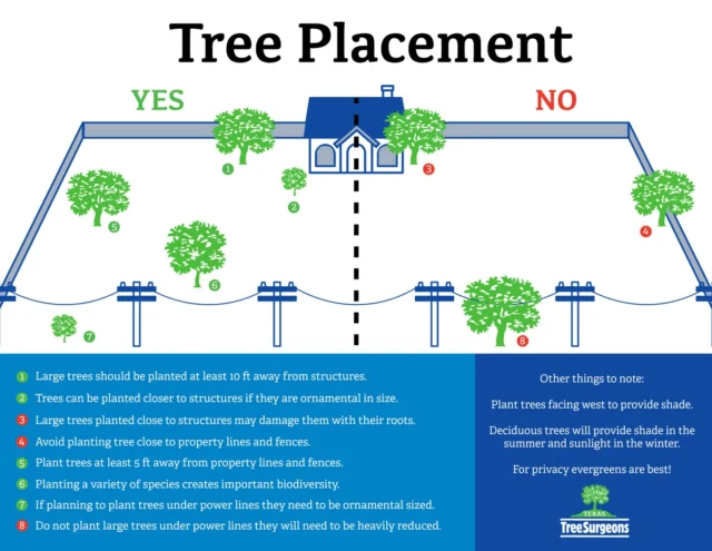 Whether or not you use us to plant a new tree we want you to have the best advice and success. Here are few guidelines to follow for tree placement.

1 Large tree should be plated at least 10 ft away.
2 Trees can be planted closer to structures if they are ornamental in size.
3 Large trees planted close to structures may damage the foundation with their roots.
4 Avoid planting tree close to property lines and fences.
5 Plants trees at least 5 ft away from property lines and fences.
6 Planting a variety of species creates biodiversity
7 If planning to plant trees under power lines they need to be ornamental sized.
8 Do not plant large trees under power lines they will need to be heavily reduced.

Other things to note:

Plant trees facing west to provide shade.
Deciduous tree will provide shade in the summer and sunlight in the winter.
For privacy evergreens are best!

#treeplacement #treeplanting #welovetrees

https://texastreesurgeons.com/services/tree-planting/