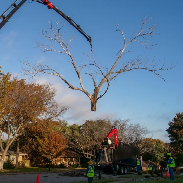 Best way to protect your home from tree damage from a storm is to have your tree assessed annualy by a certified arborist and prune strategically. Be proactive not reactive. 
#Topping #emergencytreework #homeinsurance #structuralpruning #liontailing #treefailure

https://texastreesurgeons.com/blog/2025/12/10/facts-about-home-insurance-trees/