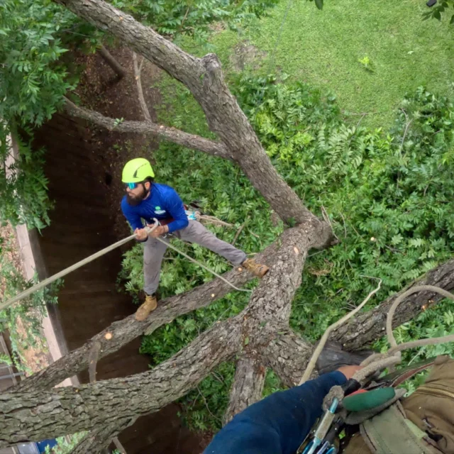 Proper tree trimming equates less risk. Over pruning is detrimental to tree health and safety. To reflect that more clearly we've updated the language on our website. We are looking right at you home insurance companies. Help us, help you, help our community. Wouldn't you hate living in a neighborhood without trees?

https://texastreesurgeons.com/services/tree-trimming/