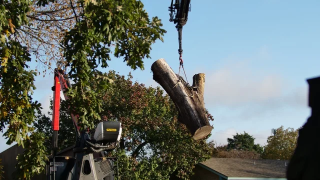 Texas Tree Surgeons is one of the few tree care companies in Texas that offer cranes for risky tree removal. Why does that matter?
#emergencytreeremoval #TRAQ #dangeroustreeremoval #riskytreeremoval #crane #rootrot

https://texastreesurgeons.com/blog/2025/11/14/risky-tree-removal-crane/