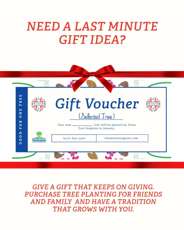 Showing love for others can be as simple as looking to the future. “Plant a tree for whose shade you do not expect to sit” 

https://texastreesurgeons.com/tree-planting-request-form/

We won’t be able to plant it in time for the holidays but we can provide a voucher to gift.

#welovetrees