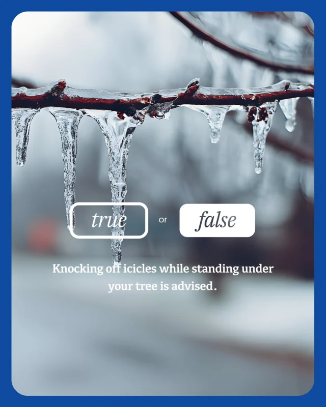 Are you storm ready? Can you sort fact from fiction in tree care? Let us know in the comments how many you got right