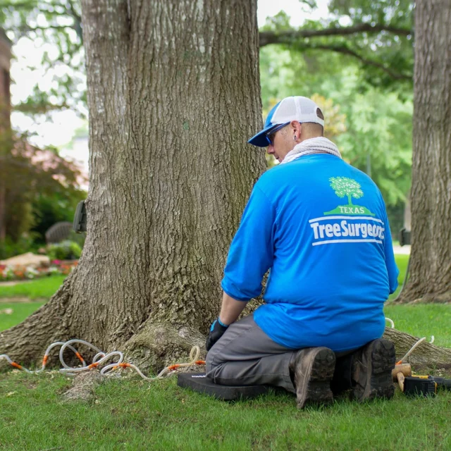 With the unseasonably warm weather we've had this winter we are taking early precautions with oak wilt mitigation. Typically we begin advising not to trim oaks in February but oak wilt season has come early this year.

https://texastreesurgeons.com/services/local-arborist/oak-wilt-management/