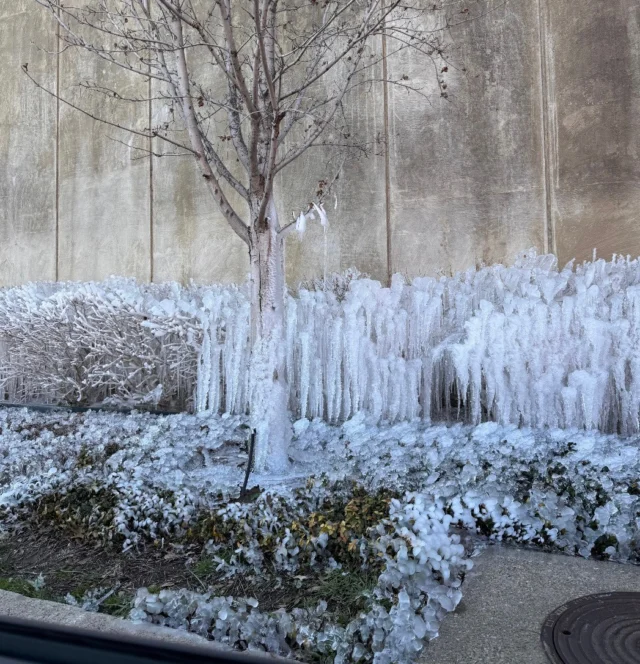 Water your trees NOW to protect them from freeze damage. Watering helps insulate the tree from freeze damage, I know it may sound counterintuitive but think of it this way. During a freeze, it is recommended to leave your faucets running to ensure they don’t freeze and burst. Same idea, it keeps the tree’s living system running and will help regulate your tree.

#emergencytreework #Freezedamagedtrees #mulch #watering #emergencyremoval #stormdamage #storm #inclementweather #treecare #emergency

https://texastreesurgeons.com/blog/2023/10/13/the-best-way-to-protect-your-trees-from-freeze-damage/