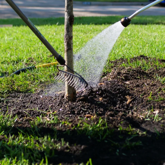 Deep watering before a hard freeze can reduce the impact on your trees. When combined with proper mulching, you will not only reduce the freeze impact on your trees, but you will put down a layer of valuable organic material to augment the soil in the next growing season. Mulch is often overlooked despite providing a wealth of benefits while being an easy step in tree health care.

#storm #emergency #emergencyremoval #treecare #mulch #Freezedamagedtrees #watering #emergencytreework #stormdamage #inclementweather

https://texastreesurgeons.com/blog/2023/10/13/the-best-way-to-protect-your-trees-from-freeze-damage/