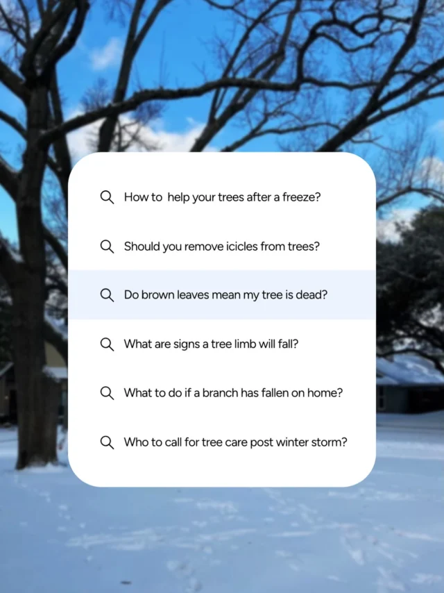 We’ve survived the winter storm, but now what? If you need help assessing your trees or removing fallen trees branches let us know. We can help.