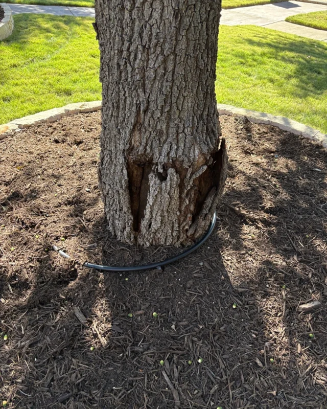 If you missed the reminder about doing a deep watering before the freeze you may be concerned about your tree’s health.  Follow these steps to ensure a healthy recovery for your trees after a freeze.
#freeze #extremeweather #Freezedamagedtrees #freezethawcracks #certifiedarborist

https://texastreesurgeons.com/?p=4578
