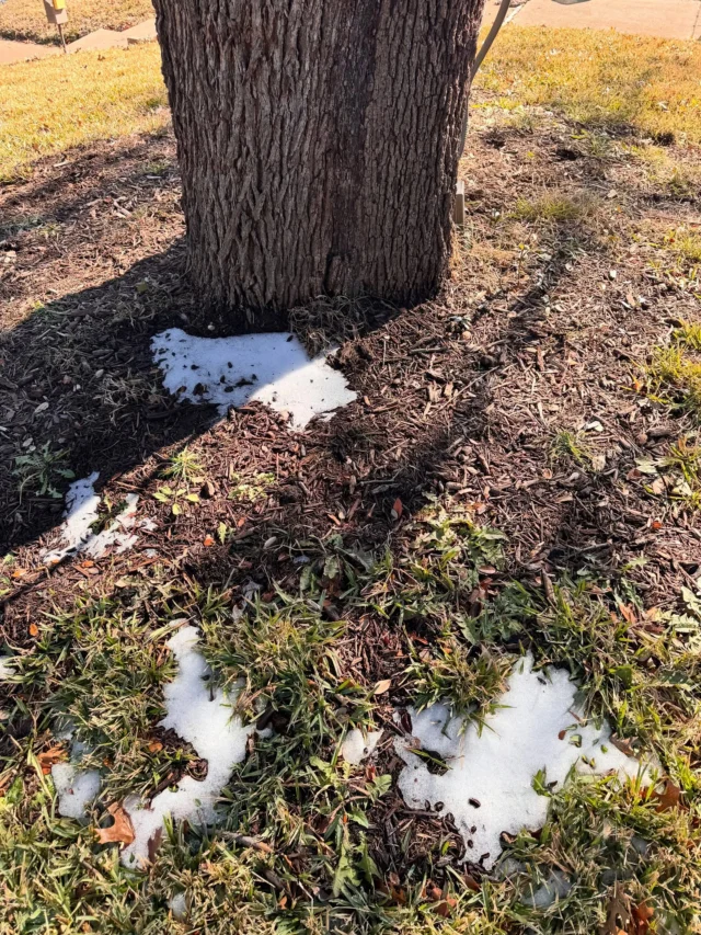 DFW is finally thawing and we hope you’ve been able to finally venture out of the house. Schools are open again which means we are also out in the neighborhood assessing trees. If you notice anything irregular with your tree call us to schedule a tree assessment.