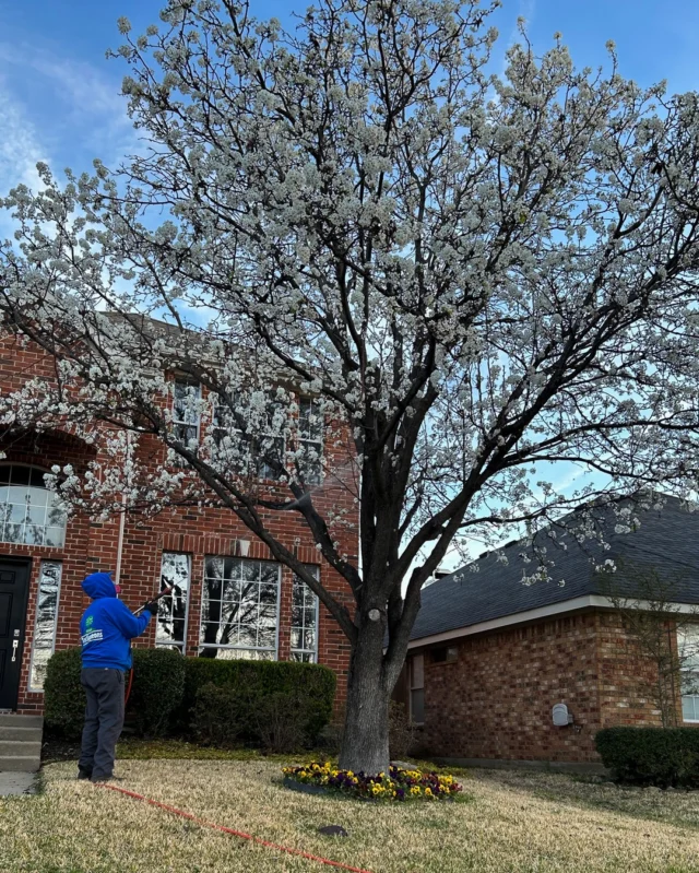 Fireblight is a bacterial disease that we mainly see affect Bradford pear trees in North Texas. We can only manage, not cure this disease. Application for treatment must occur when they begin to break bud.
#bacterialinfection #bradfordpear #fireblight  #treehealthcare #treepreservation #longtermhealth #treeexpert

https://texastreesurgeons.com/blog/2026/02/12/fireblight/