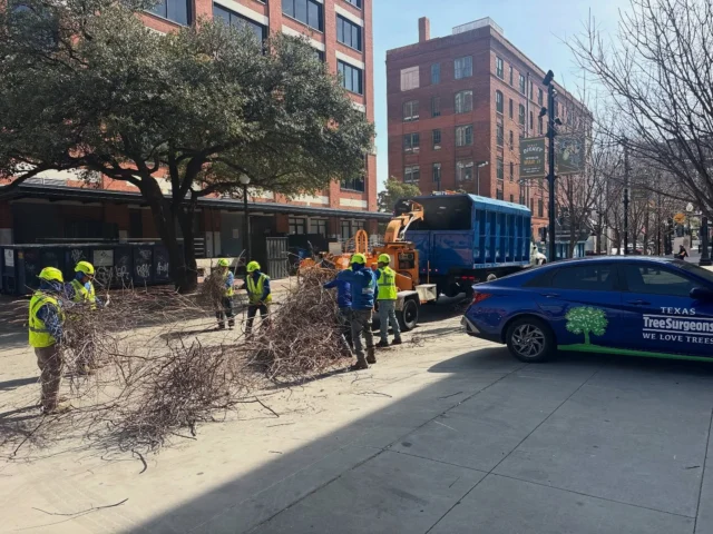 Our crew led by Raul are trimming trees and cleaning up debris in Downtown Dallas. 

Our climbers and crew members are all highly skilled with years of experience in the industry. 

We strictly adhere to the guidelines set by TCIA and ISA. 

Your trees are a legacy, and helping you care for them is our mission!

#welovetrees #ppe #treecare