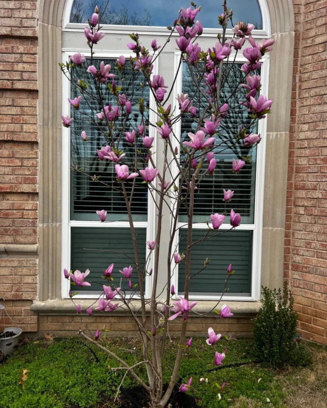 Buds are blooming in North Texas. What are some spring time tree care? Depends on the tree species.
#soilhealth #treehealthcare #treecare #planthealthcare #planting

https://texastreesurgeons.com/blog/2026/03/03/spring-tree-care-for-north-texas/