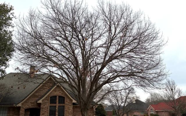 We are so proud to announce that every single one of our arborists passed the Prescription Pruning Qualification (PPQ) exam.

https://texastreesurgeons.com/arborist-ppq-certified/