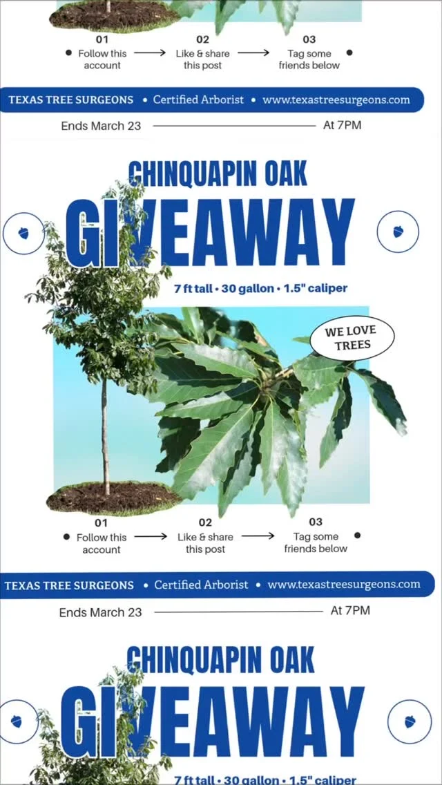We love trees so much that we are doing a tree planting giveaway. Spread the word and earn a chance to win a chinquapin oak. All you need to do is follow, like and share this post, and tag a friend.

Ends March 23 at 7 pm.