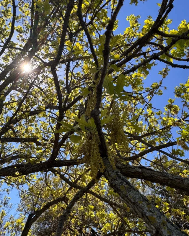 Anyone else's eyes itchy and burning? Welcome to North Texas allergies thanks to tree pollen.
#oak #oaktrees #pollen #catkin #allergies

https://texastreesurgeons.com/blog/2026/03/23/north-texas-allergies-catkin-season-trees/