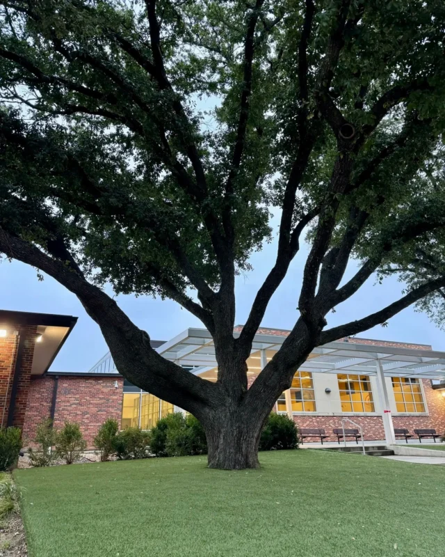 Artificial turf will kill your tree. It's not if, but when.
#decline #syntheticgrass #citytrees #artificialturf #fineroots #syntheticturf #urbantrees

https://texastreesurgeons.com/blog/2024/06/08/synthetic-turf-artifical-grass/
