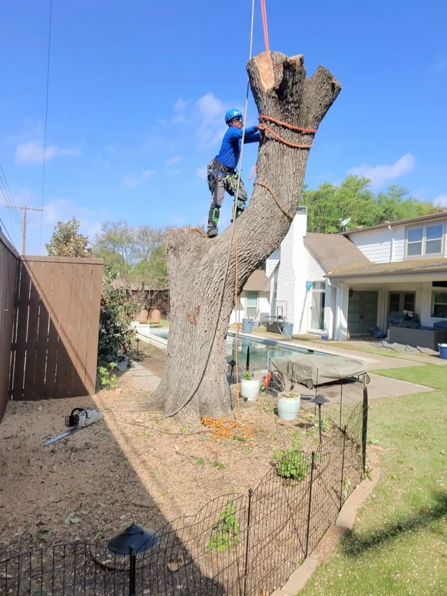 Difficult removal? We’ve got it! 

Cranes offer a unique advantage in tree removal by allowing professionals to safely remove unsafe trees and minimizing risk. 

The use of cranes help arborists lift and maneuver tree sections over obstacles such as houses or power lines, when dealing with dead or weakened trees, significantly reducing the risk of damage and liability. Dead branches and decayed tree structures pose significant safety hazards to climbers and ground crew. 

https://texastreesurgeons.com/risky-tree-removal-crane/