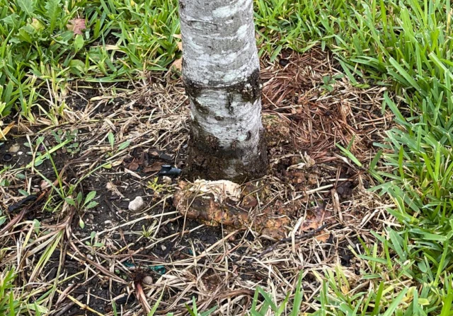 If your soil is soggy, not moist then you are over watering.
#overwatered #treeplanting #overwatering #Howtowater #watering #treecare

https://texastreesurgeons.com/?p=4711