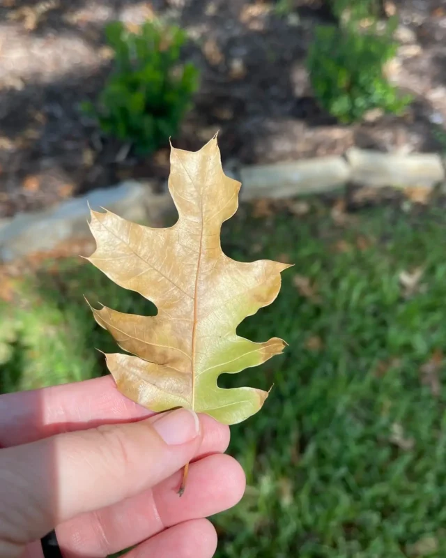 Did you know oak wilt effects red oaks more severally than live oaks.

In addition Red oaks can start new oak wilt outbreaks. Red oaks produce fungal mats under the bark that attract specific sap-feeding beetles that can carry spores to fresh wounds on other oak trees.
#oakwilt #treehealthcare #liveoak #redoak #certifiedarborist #diseasemanagement

https://texastreesurgeons.com/?p=4704