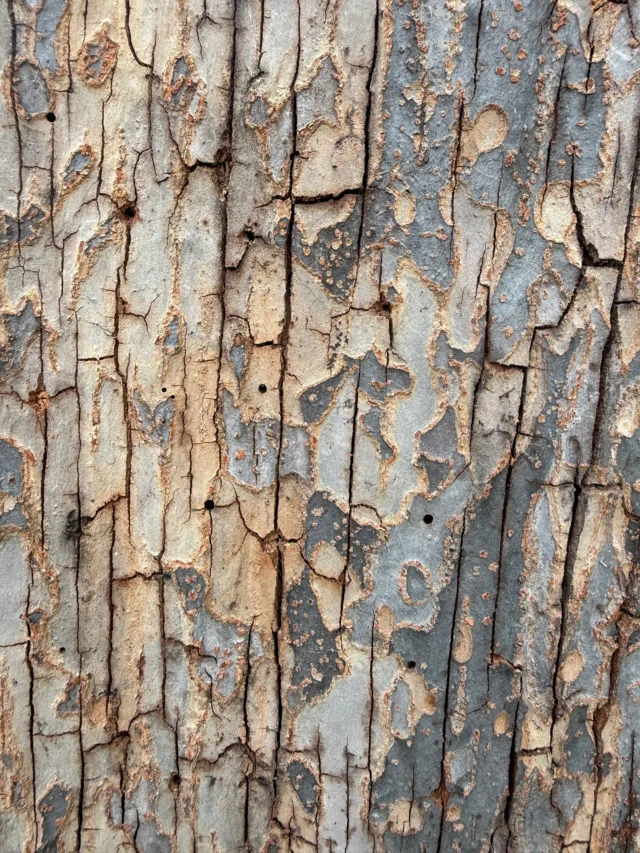 Our certified arborists have been noticing a significant amount of lacebark elms with borer activity this past week. If you believe your tree is showing symptoms of stress contact us to schedule an assessment.