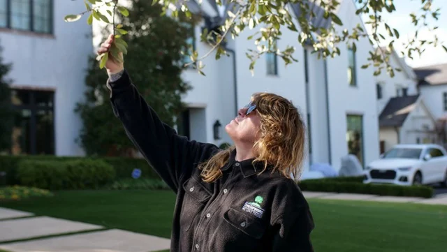 Pest and disease problems can escalate quickly. At Texas Tree Surgeons, we combine experience, scientific knowledge, and diagnostic technology to create custom solutions that protect your trees and enhance your landscape.

#emeraldashborer #longhornbeetles #insects&Diseases #Aphids #insectmanagementplan #spidermites #hackberryleafrollers #ISAcertifiedArborist #eab #treehealthcare #scaleinsects #twiggirdlers #IPM #insects #integratedpestmanagement #borers #Bagworms

https://texastreesurgeons.com/?p=4706