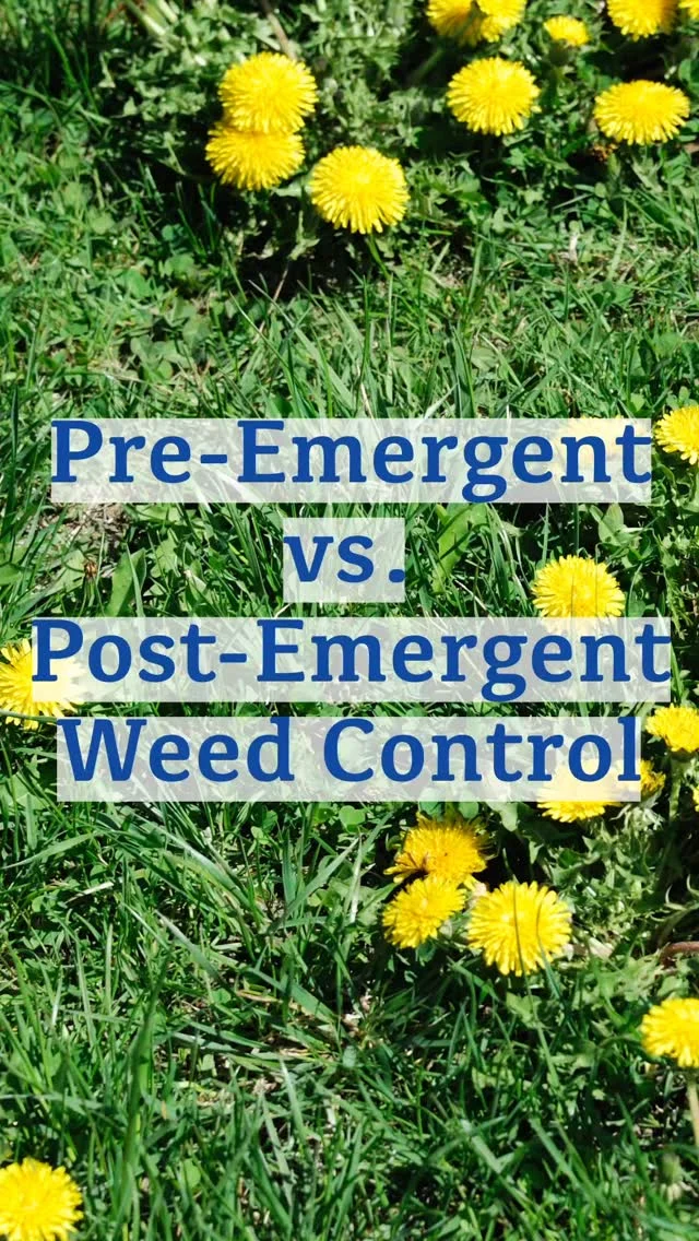 Weed control is a common part of lawn and landscape maintenance, but the methods used can influence tree health – sometimes in ways that are easy to overlook. Pre-emergent and post-emergent treatments manage weeds at different stages, and each approach carries considerations for tree roots, soil systems, and long-term landscape stability.
Understanding how these treatments interact with trees allows property owners to manage weeds while protecting one of the most valuable elements of the landscape – trees.