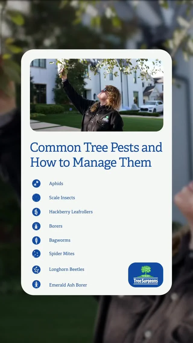 Strong Trees Are the Best Defense

IPM is built on the principle that healthy trees are more resilient to pests. Routine inspections, proper watering, and professional guidance help homeowners protect their tree while avoiding unnecessary treatments.
