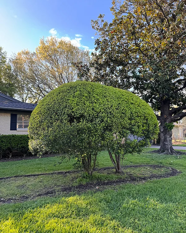 The question is actually; what role do you want the woody plant to play (shade or privacy), and how much space do you have for it to grow?
#TexasMountainLaurel #crapemyrtle #shade #Vitex #oak #privacy #possumhaw #YauponHolly #shrub #woodyplants

https://texastreesurgeons.com/?p=4723