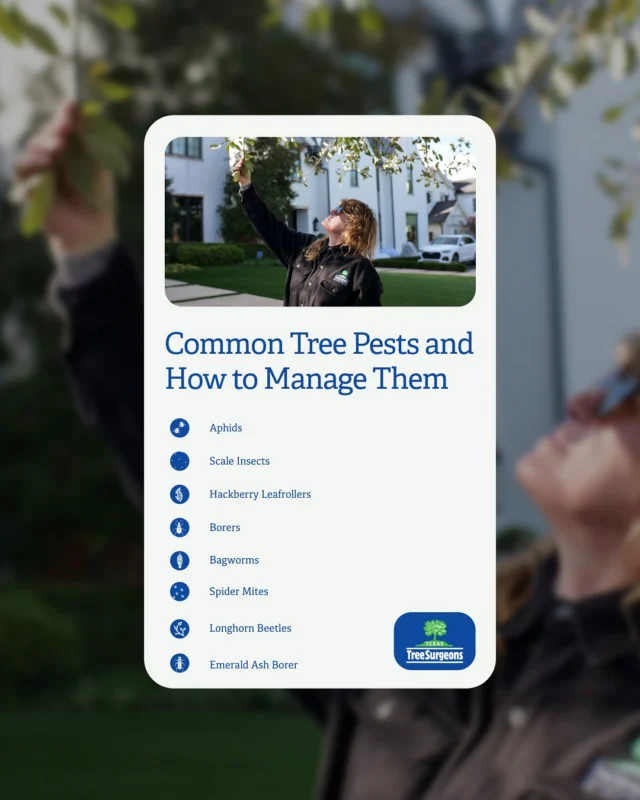 Strong Trees Are the Best Defense

IPM is built on the principle that healthy trees are more resilient to pests. Routine inspections, proper watering, and professional guidance help homeowners protect their tree while avoiding unnecessary treatments.

#welovetrees #motherearth