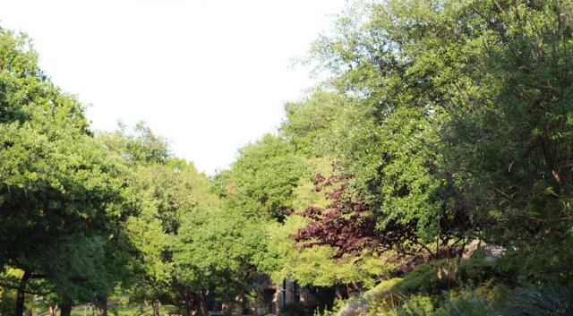 Becoming a Tree City USA signals to residents, businesses, and visitors that your community values trees, sustainability, and invests in a greener future.
#consulting #treecityusa #treeplanting

https://texastreesurgeons.com/blog/2025/09/29/how-to-become-a-tree-city-usa-and-why-it-matters/