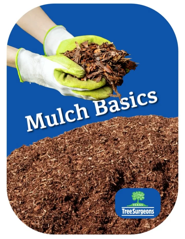 Many trees are surrounded by turf grass or other plants, which can stifle their growth. Proper mulching can be the key to trees that not just survive, but thrive.