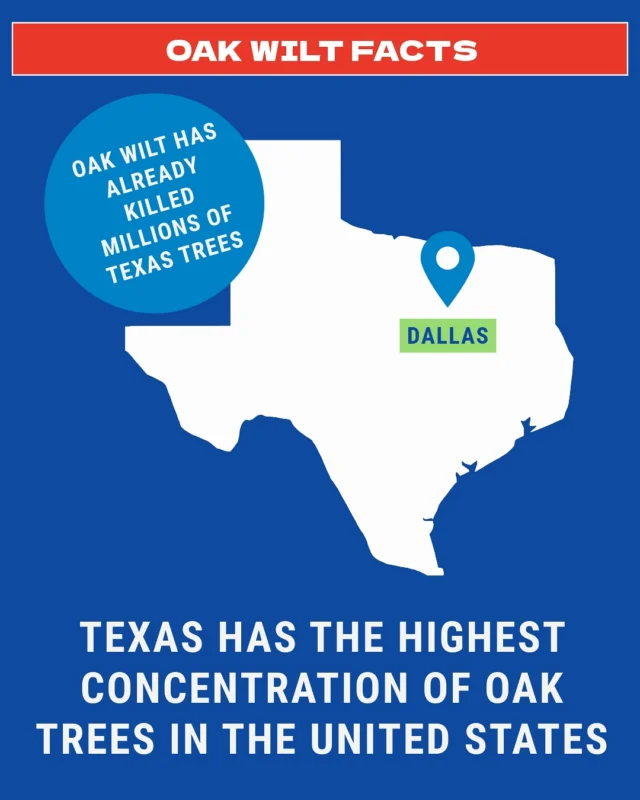 How to Identify Oak Wilt 

🌀 Dead wood or defoliation in oaks

🌀Production of small leaves on trunks and large limbs after dieback

🌀Leaves with browning at edges (red oaks) or along veins (live oaks)

🌀Fungal mats forming on surface of wood, starting out gray- or buff-colored and turning black as they age

🌀Cracking and peeling bark

🌀Visible insect activity

While these signs do not necessarily indicate Oak Wilt, presence of one or more of them may indicate possible infection.
