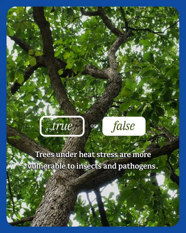 Quick quiz, is summer tree care different than other seasons?