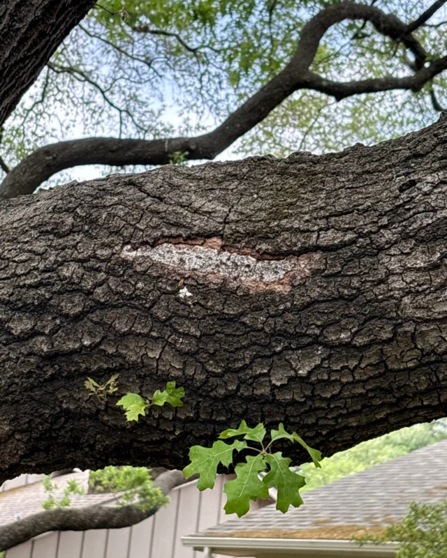 Once a tree has become weak enough for Hypoxylon Canker to affect their health, there is nothing to do but risk management. In some trees we recommend removing infected branches to slow the progression and in others we recommend tree removal.

#dangerousremoval #Arborist #treesafety #fungi #factsandguides #ISAcertifiedArborist #TDAlicense #treefailure #Atropunctata #maple #endophytes #localarborist #drought #arboristservices #redoak #Biscogniauxia #Treeriskassessment #HC #fungalinfection #postoak #TRAQ #treeremoval #hackberry #HypoxylonCanker #insuranceforremoval

https://texastreesurgeons.com/hypoxylon-canker/