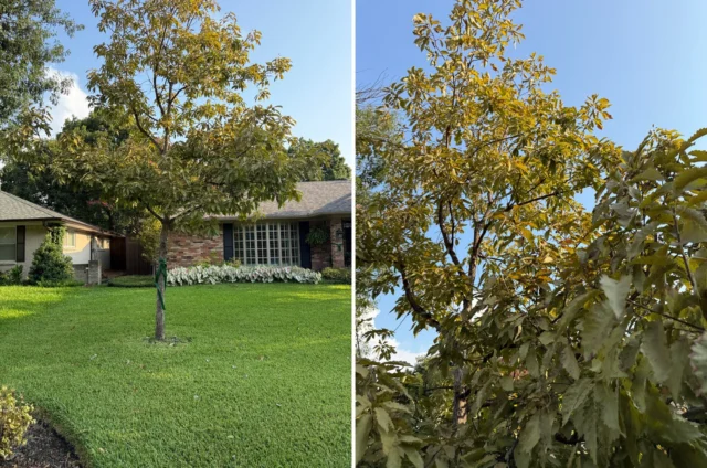 When using weed control treatments does the affects of pre-emergent or post-emergent interact with trees differently?

#certifiedarboristtorenewyourlandscape #weedandfeed #fineroots #PreEmergent #weedcontrol #treehealthcare #PostEmergent #weed&feed #lawn #turfgrass #soil

https://texastreesurgeons.com/pre-emergent-vs-post-emergent-a-tree-focused-perspective/