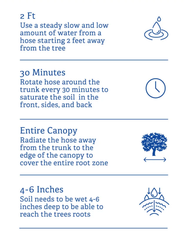 It's hot. If you think it, your trees feel it too. If you need a gentle reminder how you should be watering your trees we have a magnet we are more than happy to send you. Just let us know.
#extremeweather #watering #treehealth #drought #treecare

https://texastreesurgeons.com/blog/2025/05/17/watering-trees-in-north-texas/